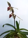 Paphiopedilum Susan Booth 